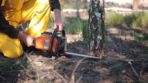 How Our Tree Care Process Works  in  Lawrenceville, IL