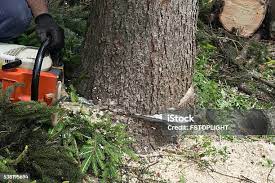 Best Fruit Tree Pruning  in Lawrencevle, IL