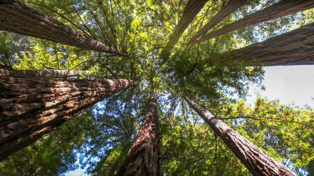 Best Tree Risk Assessment  in Lawrencevle, IL